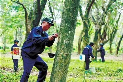 探索“橡膠+”經(jīng)濟模式 三亞老膠林長(cháng)出“新財富密碼”